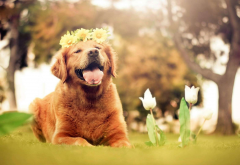 dog, animals, nature, tulips, flowers, open mouth, golden retrievers wallpaper