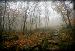 forest, fog, morning, autumn, leaf wallpaper