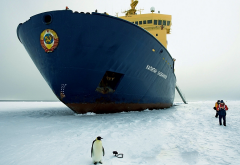 kapitan khlebnikov, arctic, icebreaker, penguin, ice, snow, winter, ship,  wallpaper