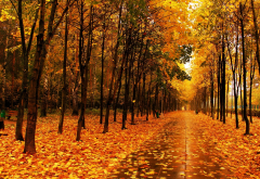 autumn, leaf, alley, forest, tree wallpaper