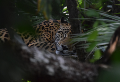 jaguar, muzzle, predator, sleep, animals wallpaper