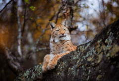 lynx, paws, animals, autumn, tree wallpaper