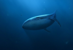 blue whale, whale, underwater, animals, art wallpaper