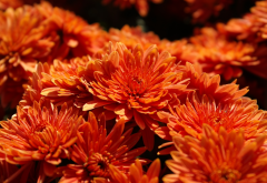 orange, flowers, chrysanthemum, closeup, nature wallpaper