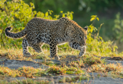 leopard, sneaks, grass, animals wallpaper