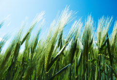 field, wheat, summer, nature wallpaper