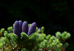 nature, branches, needles, spruce, fir, cones wallpaper