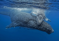 humpback whale, whale, underwater, ocean, sea wallpaper