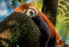 red panda, panda, animals, tree wallpaper