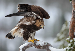 animals, eagles, bird, nature, snow, winter wallpaper